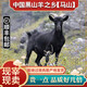 馬山縣正宗黑山羊肉帶皮羊排羊腿羊肉羊蝎子現(xiàn)殺散養(yǎng)新鮮真空順豐 三斤靠近前腿羊排有點肥但肉多 順豐直達