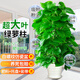 臨雅大葉綠蘿柱綠植客廳大盆栽植物辦公室內(nèi)吸甲醛凈化空氣新房好養(yǎng)活 綠蘿柱1.2-1.3米【白螺紋盆】