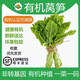 儲褚【有機】萵筍 云南青皮紫葉香萵苣 時令新鮮蔬菜涮火鍋食材 6斤【精選有機萵筍家庭裝】