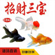 鴻運當頭金魚(yú) 獅子頭活體觀(guān)賞魚(yú) 冷水魚(yú)招財魚(yú)丹頂紅金魚(yú)不用加溫 招財三寶各1條（共3條）3-5cm