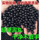 KJC鋼彈安全陶真多功能泥丸袋黃球彈珠機(jī)彈弓公斤8mm10mm手動(dòng)泥丸用 黑色8-9mm【2.8公斤】