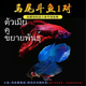 泰國斗魚活體半月純白超美獅王馬尾熱帶魚泰斗淡水耐養(yǎng)魚觀賞魚缸 馬尾公母一對（繁殖組）