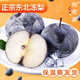 鹿凌青【正宗凍梨】延邊大凍梨東北特產(chǎn)凍秋梨當季水果黑梨子大果白梨順 4斤(精選)發(fā)順豐