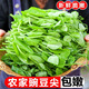 現(xiàn)摘新鮮豌豆尖新鮮蔬菜貴州特產(chǎn)當(dāng)季豌豆農(nóng)家自種火鍋菜時令 泡沫箱加冰發(fā)貨 2斤凈重