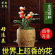 玫絢濃香型四季蘭 金邊矮種 蘭花苗蘭花盆栽陽臺 好運來 2苗連體