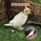 雛鳥(niǎo)活鳥(niǎo)虎皮小鸚鵡半毛手養鳥(niǎo)紫羅蘭牡丹黃桃玄風(fēng)雛幼鳥(niǎo)小鳥(niǎo)活體 雛鳥(niǎo)黃化玄風(fēng)1只