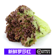 桃李村【順豐】新鮮紅葉生菜 羅莎紅 紫葉生菜 沙拉食材 500g