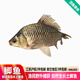 品鮮肴淡水魚(yú)生態(tài)鯽魚(yú)大小土鯽魚(yú)漁民自然捕獲鮮活魚(yú)現殺孕婦月子營(yíng)養湯 400g（三去凈膛）現殺2-3條