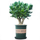 儂律 玉樹(shù)盆栽老樁多肉燕子掌室內客廳陽(yáng)臺辦公室綠植花卉盆栽苗四季常青植物 凈化空氣 好養易活 高度40厘米+（加侖盆）