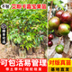 芥圃臺灣嘉寶果樹(shù)苗 官方旗艦 樹(shù)葡萄樹(shù)苗10年樹(shù)苗四季結果南方樹(shù)苗木 艾斯卡嘉寶果苗【帶土帶葉發(fā)貨】 3年苗  高度：60-80公分