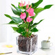 濃情綠藝凈化空氣一帆風(fēng)順水培植物辦公室內花卉綠植白掌紅掌水養四季開(kāi)花 粉掌+透明玻璃12cm方缸+陶粒 含盆