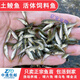 土鯪魚(yú)小魚(yú)苗活體飼料魚(yú)麥穗魚(yú)活魚(yú)喂鱖魚(yú)烏龜喂金龍桂花鱸魚(yú)龜糧 飼料魚(yú)魚(yú)苗2-4厘米 50條 +10%防損