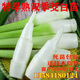 現挖特早熟雙季茭白苗種四季高筍種苗交白苗高瓜苗老蹲苗全國 早成熟雙季苗【10棵】