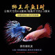 墨一泰國斗魚(yú)活體馬尾獅王半月公母熱帶魚(yú)泰斗淡水好養耐養魚(yú)觀(guān)賞魚(yú)缸 獅王公母一對繁殖+魚(yú)食吸便器