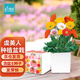 IAM City Farmer虞美人DIY植物種植趣味盆栽桌面盆栽科學課觀察植物親子種植10091
