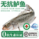 太湖?！緹o抗或有機(jī)認(rèn)證 淡水鱸魚】孕婦嬰兒童食輔 鮮活三去魚類水產(chǎn) 【無抗鱸魚】320g/條*3條
