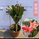 進(jìn)口嫁接蟹爪蘭盆栽花卉多色帶花苞重瓣陽(yáng)臺(tái)植物四季開(kāi)花蟹爪蓮苗 嫁接【愛(ài)麗絲】當(dāng)年開(kāi)花+送花架 不含盆