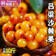 夢茜兒野生新鮮沙棘果 6斤呂梁特產(chǎn)沙刺鮮果山西正宗純果酵素榨汁整箱 2斤 新鮮沙棘果