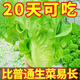 【割完又長(cháng)】正宗甜脆意大利生菜種子生吃生菜籽農家蔬菜種子大全 意大利生菜種子 五包