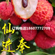 四千米菜增城仙進(jìn)奉荔枝樹(shù)苗冰荔枝苗金枕貓山王榴蓮苗芒果苗紅肉菠蘿苗 仙進(jìn)奉2年苗（60厘米高 帶土球） 60cm(含)-69cm(含)