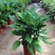 萬(wàn)年青 花卉萬(wàn)年青植物大型樹苗的室內(nèi)外銀皇后盆栽 35-45厘米【6棵】 不含盆