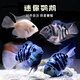 卡奇魚(yú)觀賞魚(yú) 熱帶魚(yú) 迷你鸚鵡 寶藍(lán)鸚鵡好養(yǎng)易活可繁殖 寶藍(lán)鳳球阿凡達(dá) 白+藍(lán)迷你鸚鵡2-3cm5條