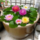 花俊池塘水池大睡蓮花水培植物四季水養池塘荷花盆栽睡蓮根塊苗 混色品種【10棵】 不含盆