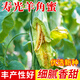 中科茂華（ZHONG KE MAO HUA）甜瓜種子 京蜜一號(hào)早熟香瓜種子雜交薄皮抗病 甜瓜種籽春季瓜種子 壽光羊角蜜甜瓜種子100粒