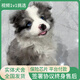 祥彥方依邊牧幼犬活體純種邊境牧羊犬雙血統(tǒng)七白三通黑白色隕石邊牧寵物狗 血統(tǒng)級(jí)