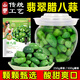 金蓮新鮮臘八蒜醋泡綠蒜甜蒜頭正宗山東大蒜頭腌制下飯菜咸菜 精品臘八蒜【500g*1罐】