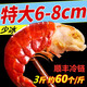 【特大】小龍蝦尾冷凍龍蝦尾生鮮特級大號蝦尾蝦球 個頭大5斤【特級鮮蝦】
