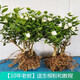 玩冒（WMO）茉莉花苗室外陽(yáng)臺重瓣香水花卉盆栽四季開(kāi)花庭院窗臺觀(guān)花植物老樁 10年老樁1棵【開(kāi)花爆滿(mǎn)】