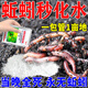 殺蚯蚓藥滅紅線(xiàn)蟲(chóng)地龍滅蟲(chóng)劑家用菜地花盆土壤衛生間下水管道除害 1袋【滅蚯蚓專(zhuān)用】