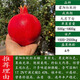 突尼斯軟籽石榴樹(shù)樹(shù)苗石榴特大無(wú)籽苗當年結果地栽庭院臨潼果樹(shù)大 蒙陽(yáng)紅五年苗 81cm(含)-110cm(含)