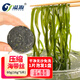 溢源壓縮海帶絲16g烘干海帶絲干貨圓餅小包裝霞浦海帶新鮮涼拌海帶絲 壓縮海帶絲80g（16g*5片）