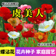 蝶沾花虞美人花種子四季播種開(kāi)花多年生耐寒庭院室外冰島虞美人花籽種子 混色虞美人種子 1000粒+肥