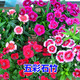 碧鼎多年耐寒五彩石竹花種子四季種開(kāi)花耐旱室外庭院花卉花草花籽種子 五彩石竹 2千粒+肥