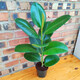 苗芯綠金剛黑金剛花葉橡皮樹(shù)大葉盆栽綠植室內龍誠花盛 12#種植盆綠金剛 帶盆栽好