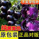 黑番茄種子黑色圣女果小西紅柿室外菜地陽(yáng)臺盆栽易種瓜果蔬菜種子 黑番茄種子【1袋】約50粒