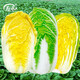 壽禾高山娃娃菜種子黃金黃心白菜種山東原裝冬季秋四季種植蔬菜種籽春 濰育皇欣娃娃菜種子10gx2早熟