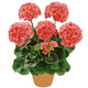 漢檸大花天竺葵花苗重瓣花卉庭院陽(yáng)臺盆栽天竹葵 精品8號花色 天竺葵苗1棵