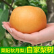 澤華果品山東萊陽(yáng)羊脂秋月梨冰糖梨子新鮮水果整箱源頭直發(fā)包郵 秋月梨凈重4.5斤單果250g+中果 源頭直發(fā)