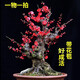 梅花盆栽老樁紅梅臘梅盆景樹苗好養(yǎng)花卉耐寒植物室內(nèi)陽臺(tái)庭院花苗 10年紅梅(當(dāng)年開花)實(shí)物挑選