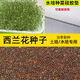 西蘭花芽苗菜種子水培天然蘿卜硫素營(yíng)養食用芽菜培育直銷(xiāo) 育苗盤(pán)+西蘭花籽40克+硅膠墊2張
