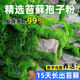 匯種草農(nóng)苔蘚孢子粉四季鮮活青苔綠植短絨吸水石種子微景觀盆景造假山草籽 混合苔蘚孢子粉 精選【11克】包發(fā)芽