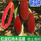 紅心木瓜苗各種盆栽四季水果樹(shù)苗南方北方庭院地栽易種植當年結果 新品種紅心木瓜 四年苗(當年結果)
