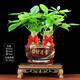 瀚林怡景（HANLINYIJING）發(fā)財樹(shù)盆栽植物室內客廳辦公室桌面綠植盆栽花卉四季常青招財樹(shù) 雙株發(fā)財樹(shù) 招財進(jìn)寶 木座