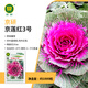 京研羽衣甘藍種子觀賞彩色甘藍葉牡丹耐寒抗凍可食用陽臺盆栽蔬菜籽孑 京蓮紅3號100粒