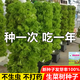 【種一次吃一年】意大利生菜樹種子高產(chǎn)生菜種籽春秋季蔬菜種子籽 新種子1000+肥(收芽率100%) 意大利生菜種子【種一次吃一年