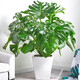 瑰瑋大型綠植發(fā)財樹(shù)天堂鳥(niǎo)龜背竹散尾葵平安樹(shù)花卉室內辦公室客廳開(kāi)業(yè) 龜背竹白色方形瓷盆高約1-1.1米